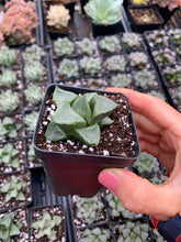Load image into Gallery viewer, Haworthia Comptoniana Gobanrou - April Farm/Rare Succulents