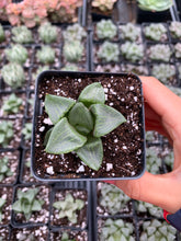 Load image into Gallery viewer, Haworthia Comptoniana Gobanrou - April Farm/Rare Succulents