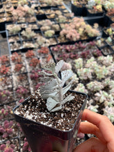 Load image into Gallery viewer, Kalanchoe rhombopilosa - April Farm/Rare Succulents