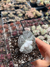 Load image into Gallery viewer, Kalanchoe rhombopilosa - April Farm/Rare Succulents