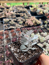 Load image into Gallery viewer, Kalanchoe rhombopilosa - April Farm/Rare Succulents
