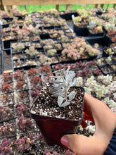 Load image into Gallery viewer, Kalanchoe rhombopilosa - April Farm/Rare Succulents