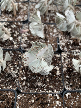 Load image into Gallery viewer, Kalanchoe rhombopilosa - April Farm/Rare Succulents