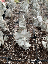 Load image into Gallery viewer, Kalanchoe rhombopilosa - April Farm/Rare Succulents