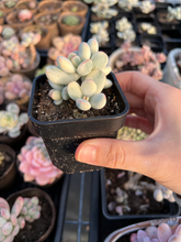 Load image into Gallery viewer, Rounded cotyledon orbiculata varigated small cluster - April Farm/Rare Succulents