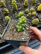 Load image into Gallery viewer, Euphorbia RichEye Gold - April Farm/Rare Succulents