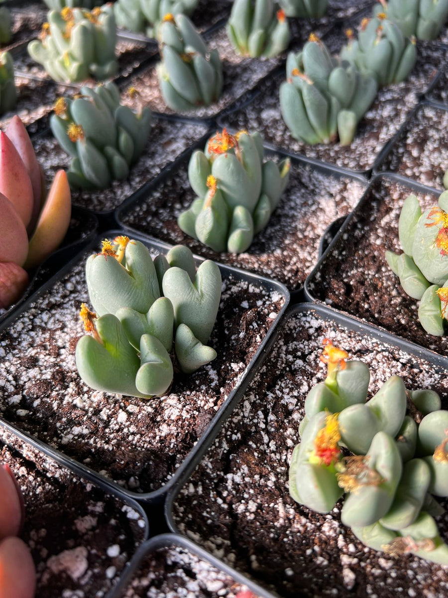 Conophytum Bilobum(splitting) - April Farm/Rare Succulents