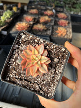 Load image into Gallery viewer, Echeveria 'Monocerotis' variegated - April Farm/Rare Succulents