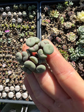 Load image into Gallery viewer, Rare Succulent - Conophytum Cake