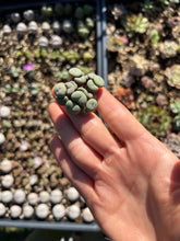 Load image into Gallery viewer, Rare Succulent - Conophytum Cake