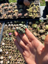 Load image into Gallery viewer, Rare Succulent - Conophytum Cake