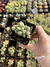 Load image into Gallery viewer, Adromischus marianiae 'Alveolatus' - April Farm/Rare Succulents