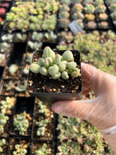 Load image into Gallery viewer, Adromischus marianiae 'Alveolatus' - April Farm/Rare Succulents