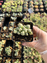 Load image into Gallery viewer, Adromischus marianiae 'Alveolatus' - April Farm/Rare Succulents