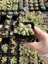 Load image into Gallery viewer, Adromischus marianiae 'Alveolatus' - April Farm/Rare Succulents