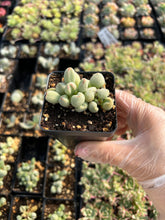 Load image into Gallery viewer, Adromischus marianiae 'Alveolatus' - April Farm/Rare Succulents