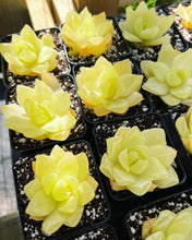 Load image into Gallery viewer, Haworthia cymbiformis ssp. "gold" - April Farm/Rare Succulents