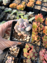 Load image into Gallery viewer, Pachyphytum Cheese - April Farm/Rare Succulents