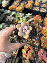 Load image into Gallery viewer, Pachyphytum Cheese - April Farm/Rare Succulents