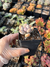 Load image into Gallery viewer, Pachyphytum Cheese - April Farm/Rare Succulents