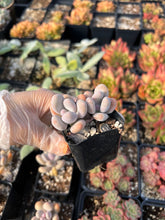 Load image into Gallery viewer, Pachyphytum Cheese - April Farm/Rare Succulents