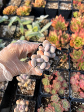 Load image into Gallery viewer, Pachyphytum Cheese - April Farm/Rare Succulents