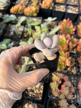 Load image into Gallery viewer, Pachyphytum Cheese - April Farm/Rare Succulents