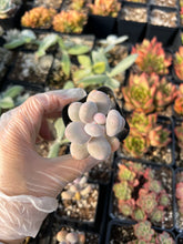 Load image into Gallery viewer, Pachyphytum Cheese - April Farm/Rare Succulents