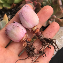 Load image into Gallery viewer, Aeonium Aurea ex El Hierro 'Pink Mountain Rose' Greenovia(green in winter and pink in summer) - April Farm/Rare Succulents