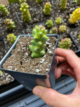 Load image into Gallery viewer, Euphorbia RichEye Gold - April Farm/Rare Succulents
