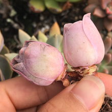 Load image into Gallery viewer, Aeonium Aurea ex El Hierro 'Pink Mountain Rose' Greenovia(green in winter and pink in summer) - April Farm/Rare Succulents