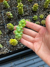 Load image into Gallery viewer, Euphorbia RichEye Gold - April Farm/Rare Succulents
