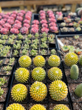 Load image into Gallery viewer, Mammillaria Marksiana Variegated - April Farm/Rare Succulents