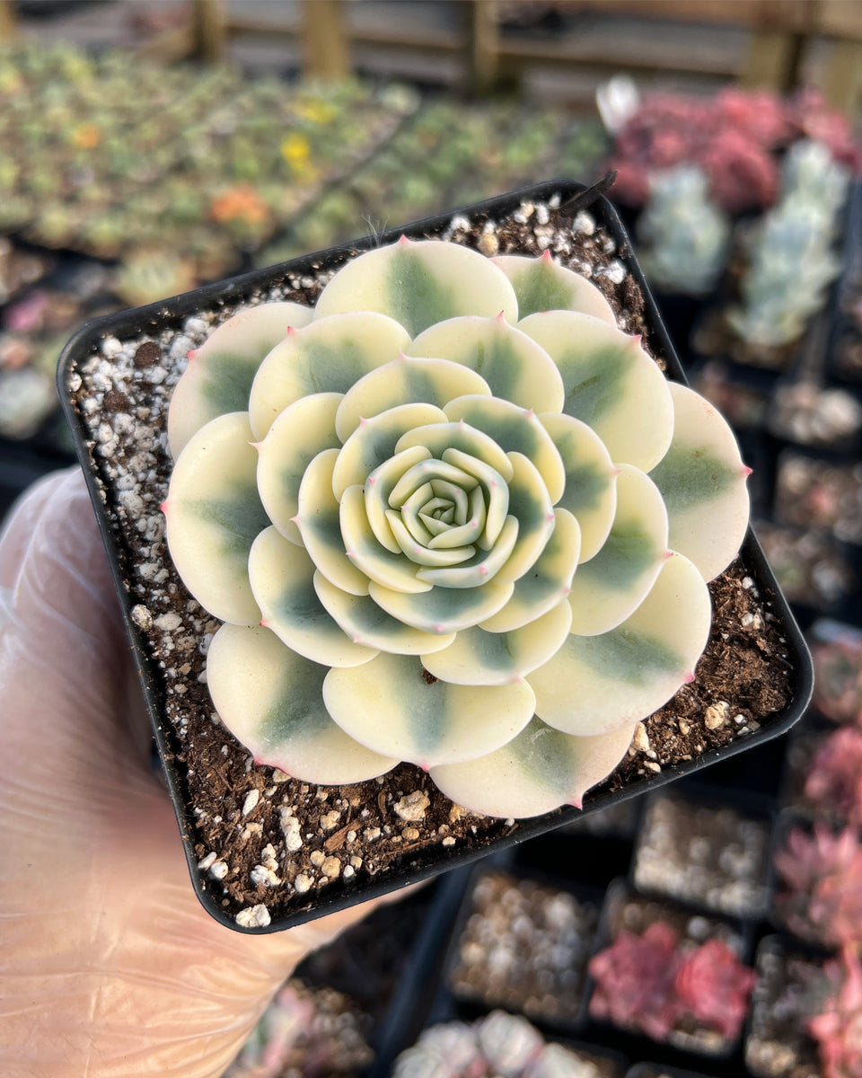 Echeveria Lenore Dean, Echeveria Lenore Dean Compton Carousel, Echeveria Lenore Dean Cluster, popular Rare and Exotic Succulent