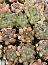 Load image into Gallery viewer, Haworthia Obtuse cv. 'Amber’ - April Farm/Rare Succulents