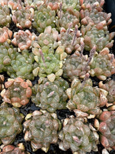 Load image into Gallery viewer, Haworthia Obtuse cv. 'Amber’ - April Farm/Rare Succulents