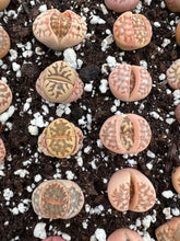Load image into Gallery viewer, Lithops - Gold Lithops "dorotheae" - April Farm/Rare Succulents