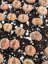 Load image into Gallery viewer, Lithops - Gold Lithops "dorotheae" - April Farm/Rare Succulents