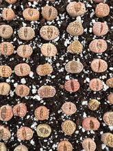 Load image into Gallery viewer, Lithops - Gold Lithops "dorotheae" - April Farm/Rare Succulents