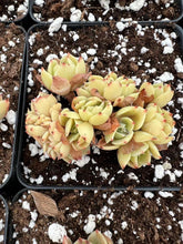Load image into Gallery viewer, Echeveria Crested Lemon Rose - April Farm/Rare Succulents