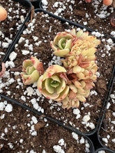 Load image into Gallery viewer, Echeveria Crested Lemon Rose - April Farm/Rare Succulents