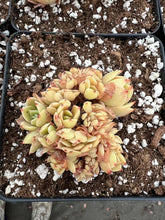 Load image into Gallery viewer, Echeveria Crested Lemon Rose - April Farm/Rare Succulents