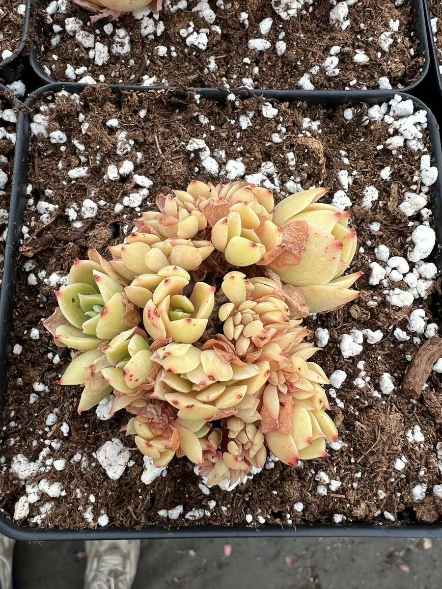 echeveria crested succulent Echeveria Crested Lemon Rose