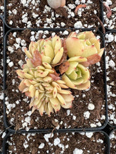 Load image into Gallery viewer, Echeveria Crested Lemon Rose - April Farm/Rare Succulents