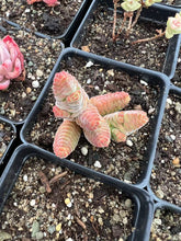 Load image into Gallery viewer, Crassula columella - April Farm/Rare Succulents
