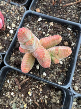 Load image into Gallery viewer, Crassula columella - April Farm/Rare Succulents