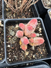 Load image into Gallery viewer, Crassula columella - April Farm/Rare Succulents