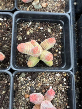 Load image into Gallery viewer, Crassula columella - April Farm/Rare Succulents