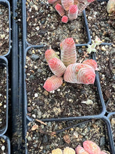Load image into Gallery viewer, Crassula columella - April Farm/Rare Succulents