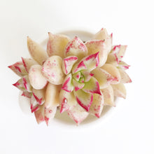 Load image into Gallery viewer, Echeveria Arze - April Farm/Rare Succulents